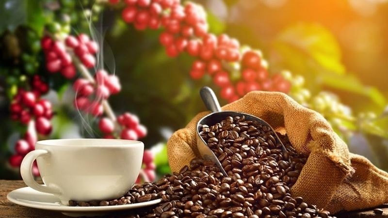 Bản tin nông sản hôm nay (4-8): Giá cà phê giảm